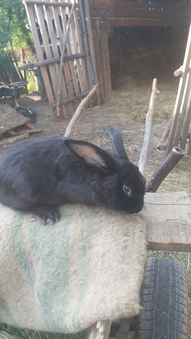 Vand 3 iepuri mar la 100 lei toti 3