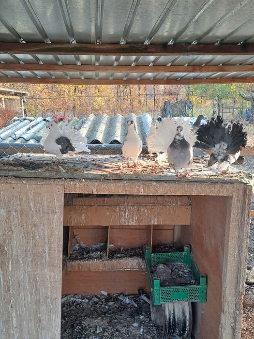 Porumbei galateni pereche/schimb