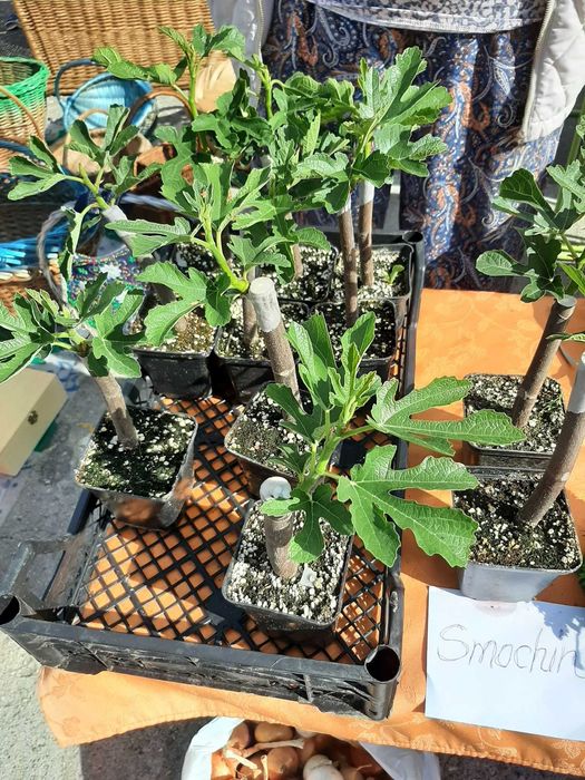 Smochin aclimatizat anul 1, 2,3