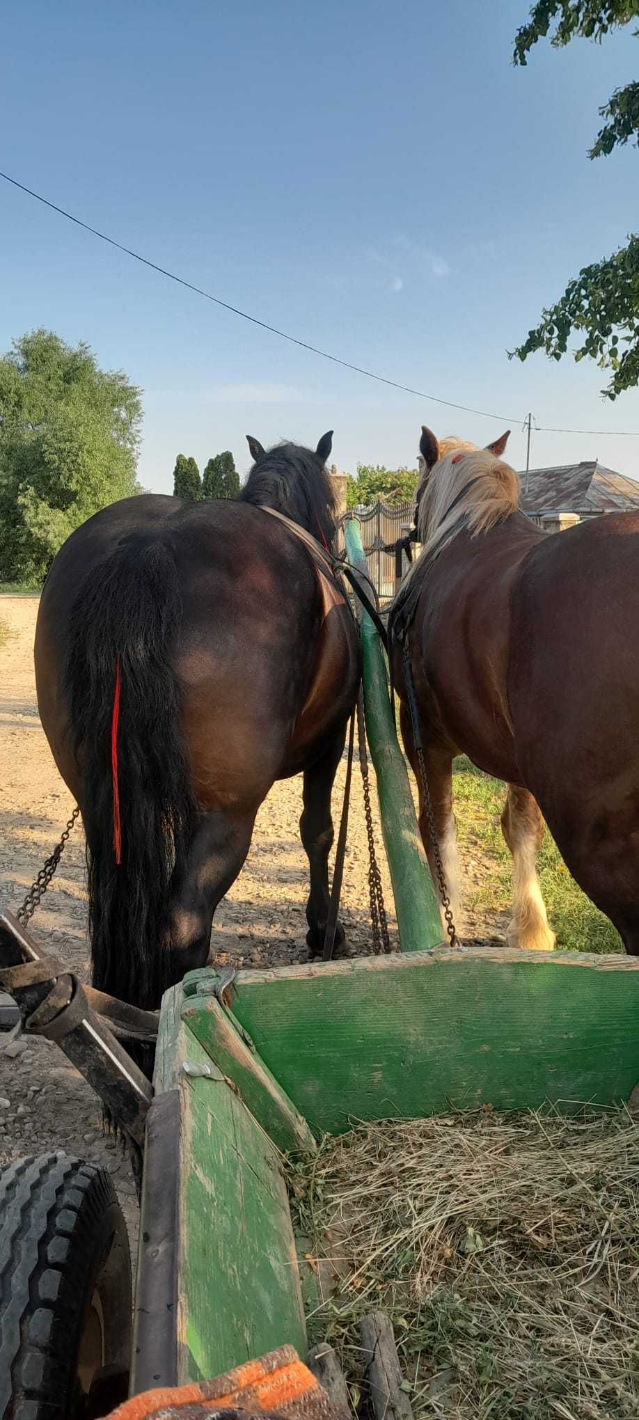 Vand o manza si un cal castrat