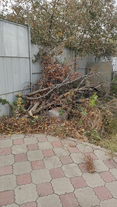 Дрова Бесплатно для бани или тандыра, в Думане