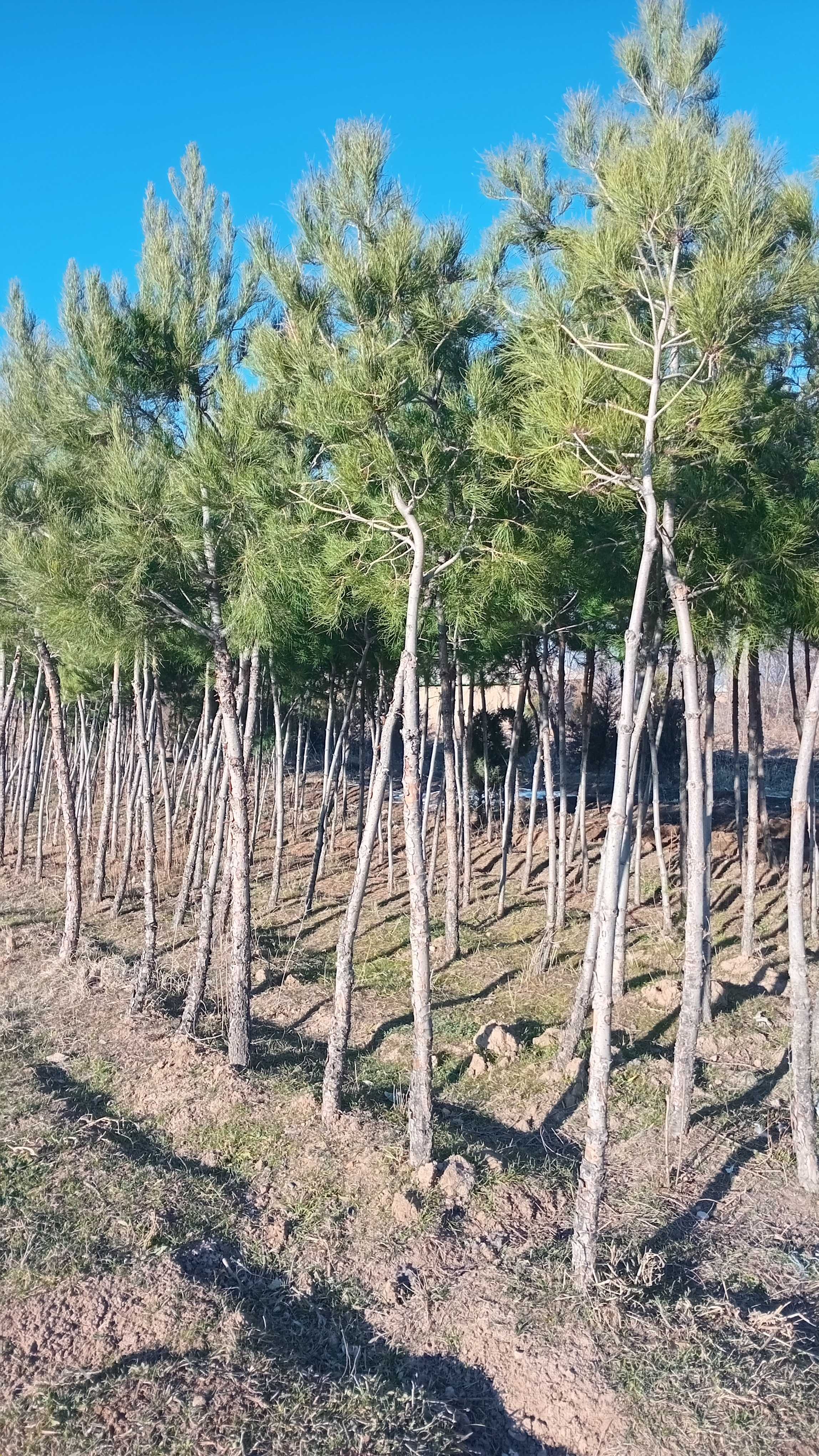 Eldarski archa sotiladi