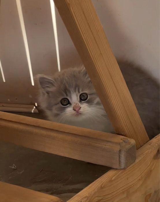 Котята ищут дом!