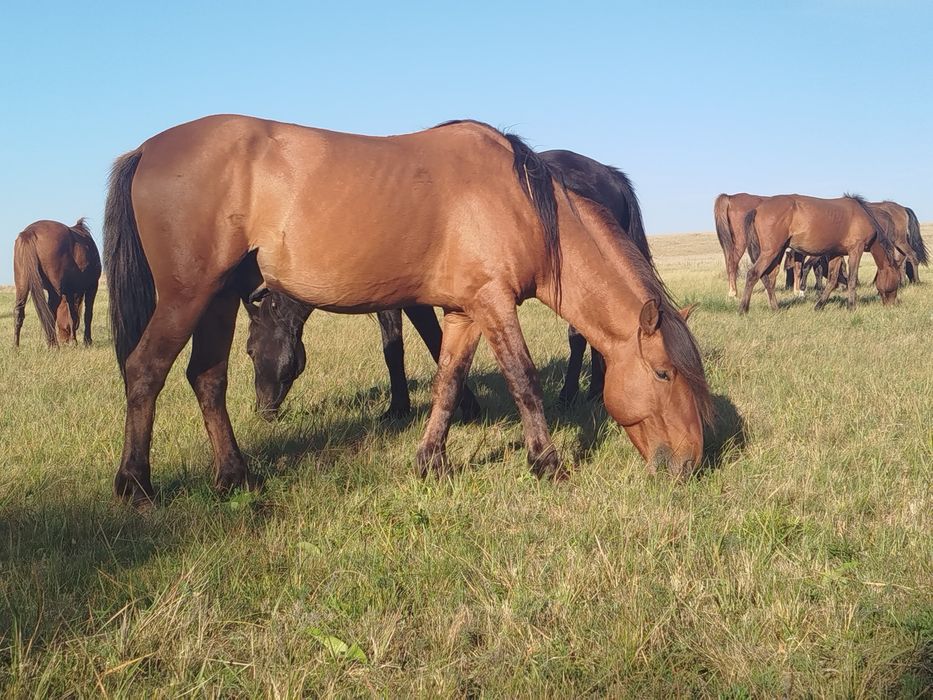 Айгыр, Жеребец продажа/обмен