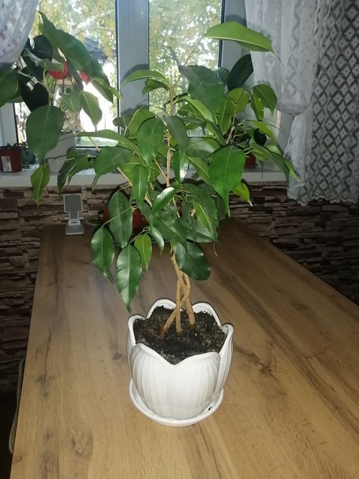 Фикус Бенджамина продам