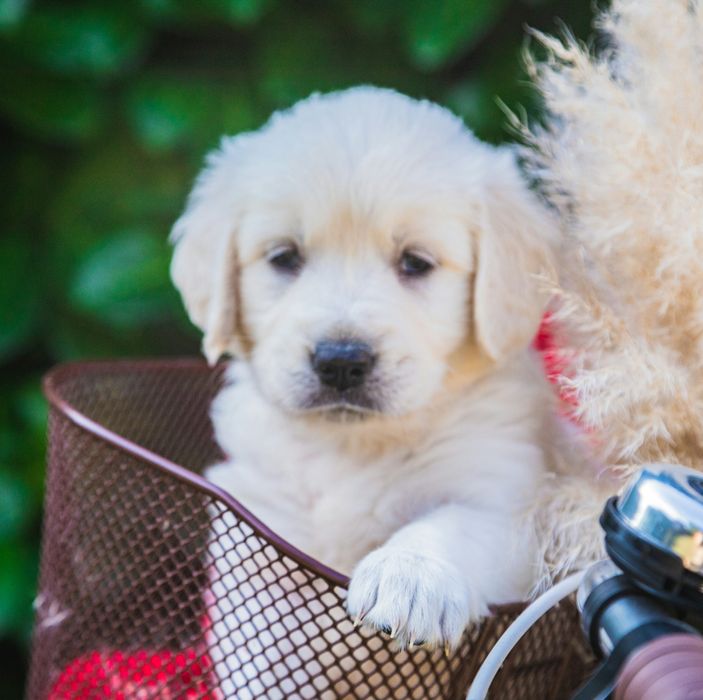 Golden Retriever cu Pedigree FCi de vanzare/tata campion