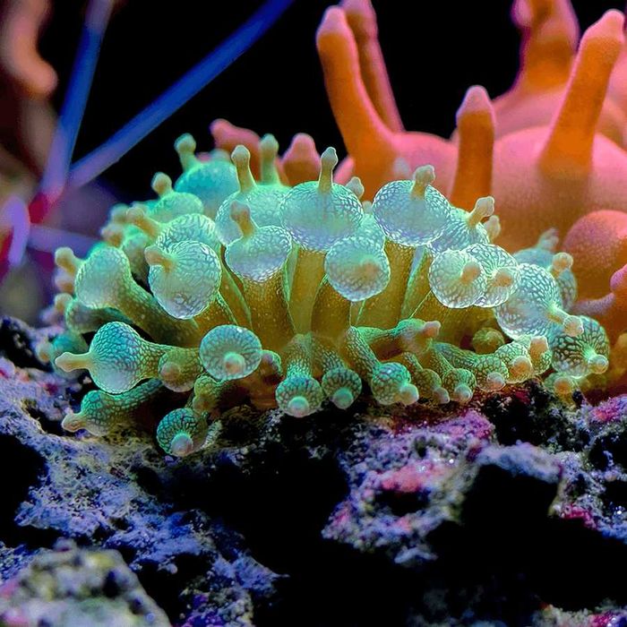 Anemone rosii/verzi - Entacmaea quadricolor (Bubble-tip anemone)