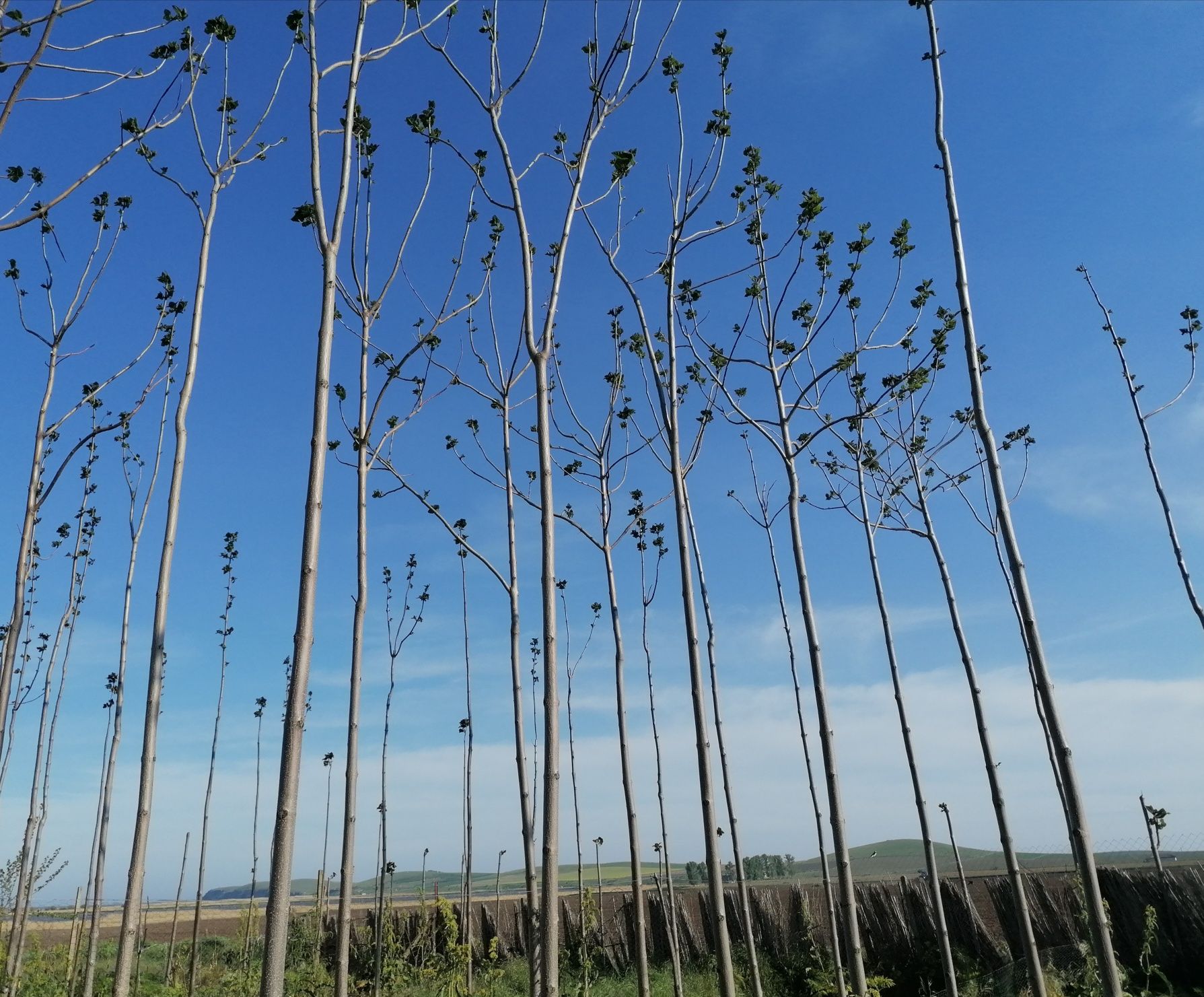 Vand paulownia direct producator