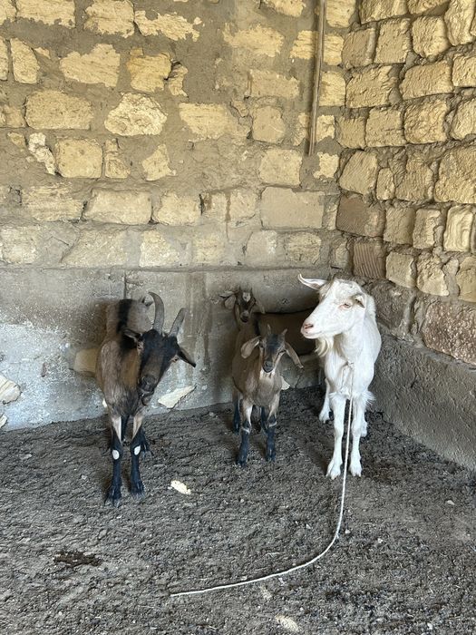 Парода ешки және лақты ешкі