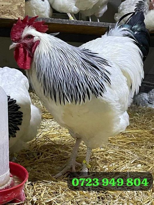 Oua incubat pui de o zi din pasari de rasa Brahma Australorp Araucana