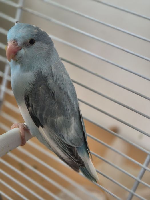 Păsări absolut încântătoare!!! Papagali FORPUS COELESTIS