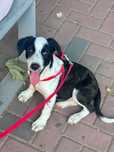 Donez pui metis Border Collie 6 luni, carnet de sănătate, vaccinată