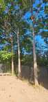 gratis, 3 arbori paulownia pe fir, h- 8-10m , diametru la sol 50-60 cm