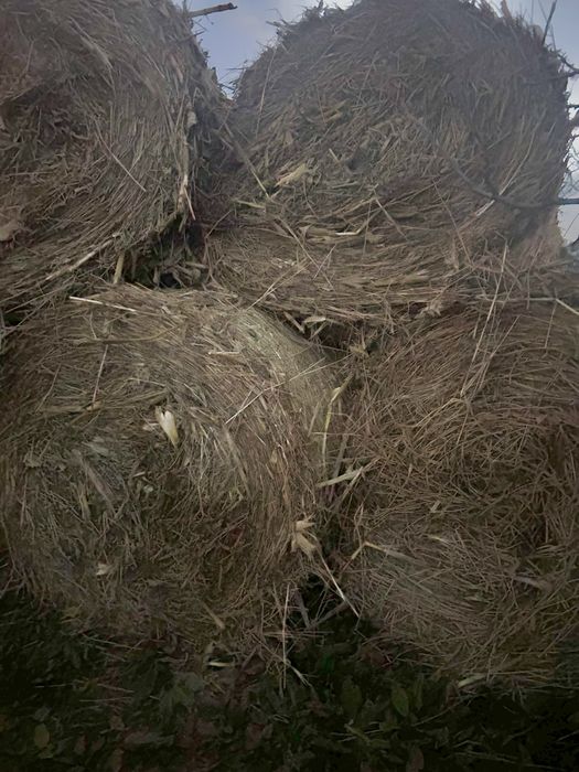 Baloti de mohor 120/150