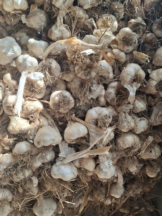 Usturoi de sămânță