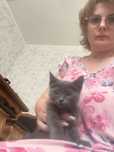 Продам за символичную плату, котенка (кот) русской нолубой кошки