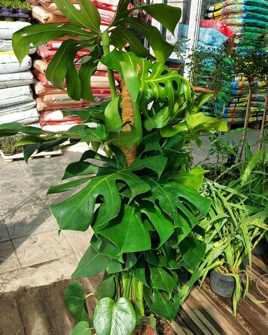 Растения для офиса. Комнатные растения. Комнатные цветы