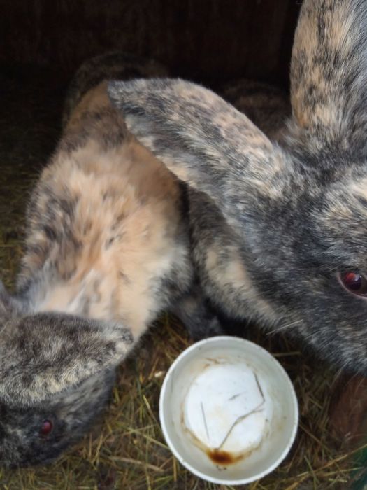 Vind doi masculi fluture belgian