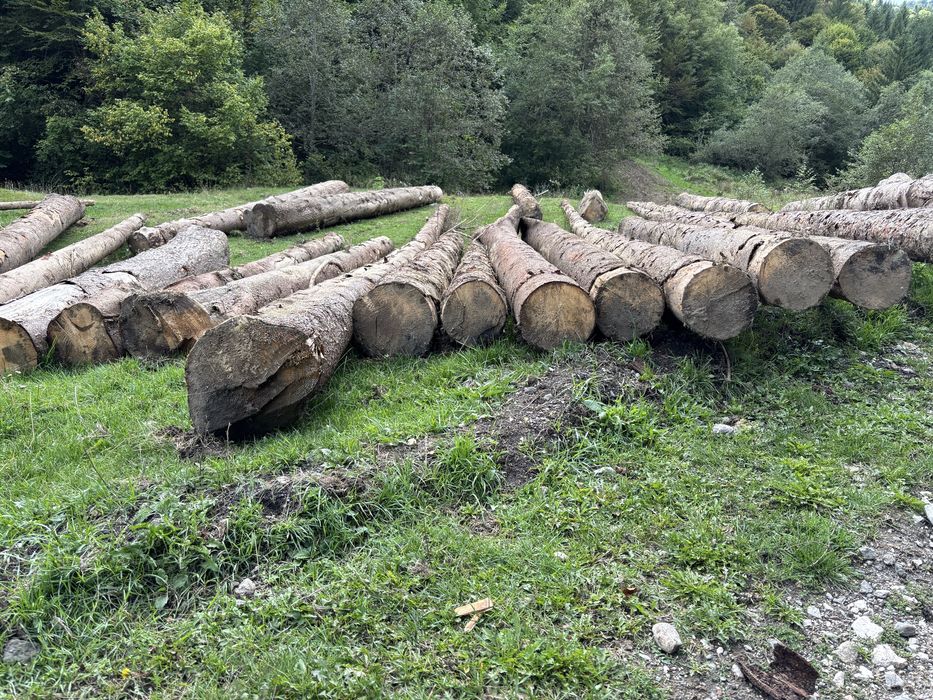 Vând buștean de brad