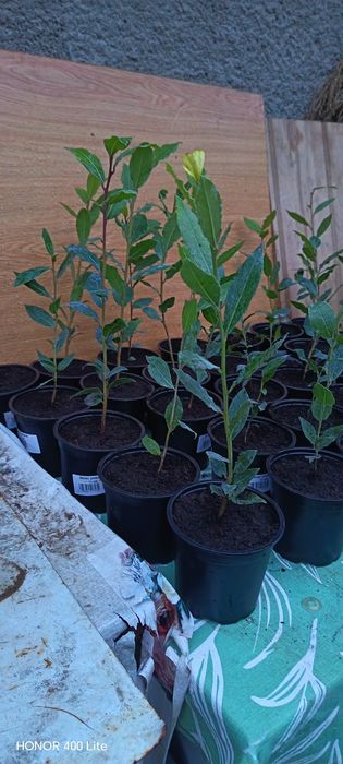 Puieți de dafin la ghiveci