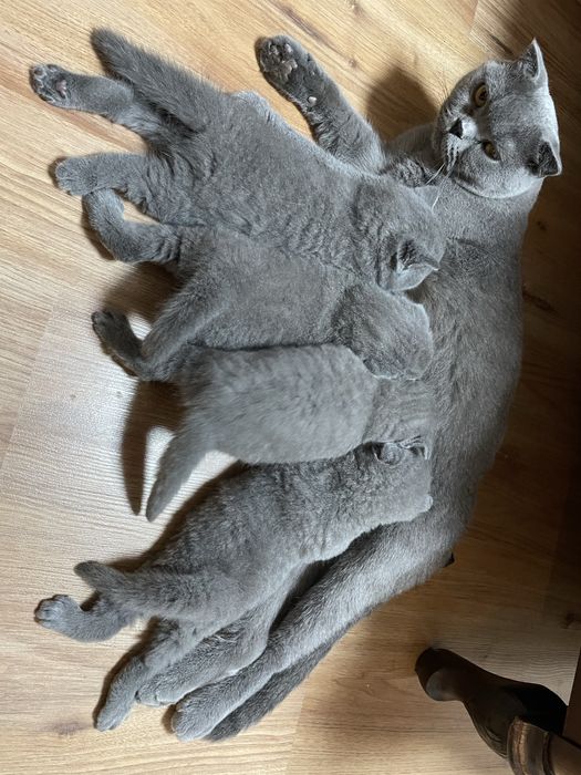 Британска късокосместа