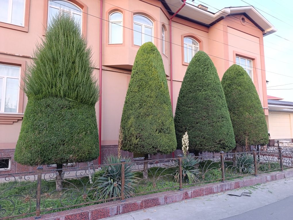 Archa Kesish Dorillash va Gazon ikkish Daraxtlarga shakil berish