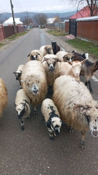 Oi de vânzare!!!