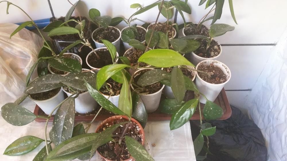 HOYA CARNOSA (floarea de ceara) , Adenium (Trandafirul desertului )