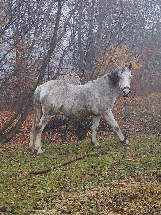 Vând iapa blândă trage bine