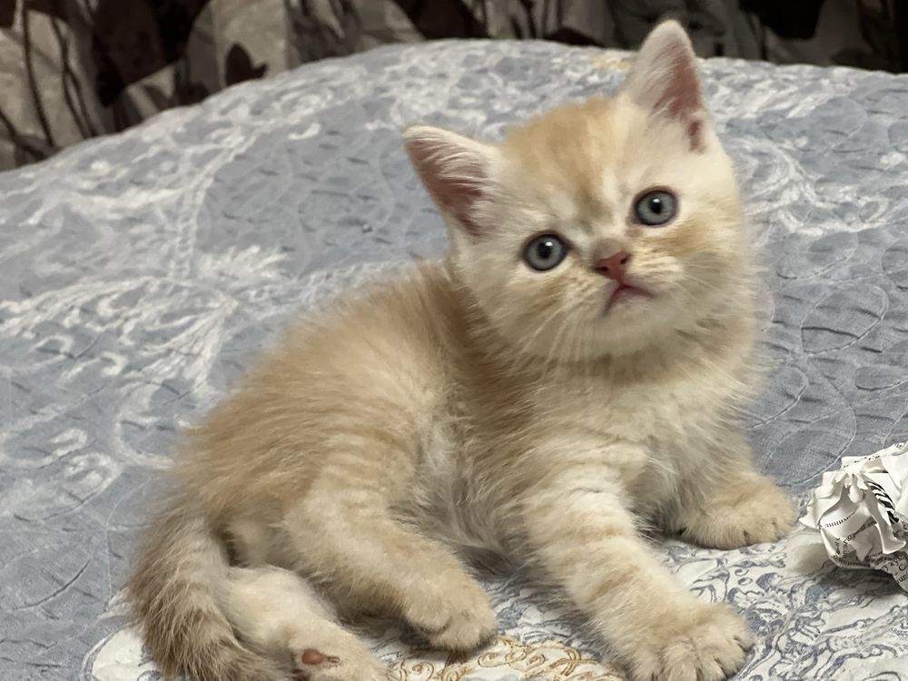 Продаются котята