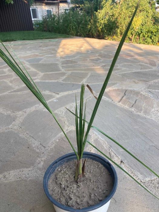 Palmier Phoenix Canariensis