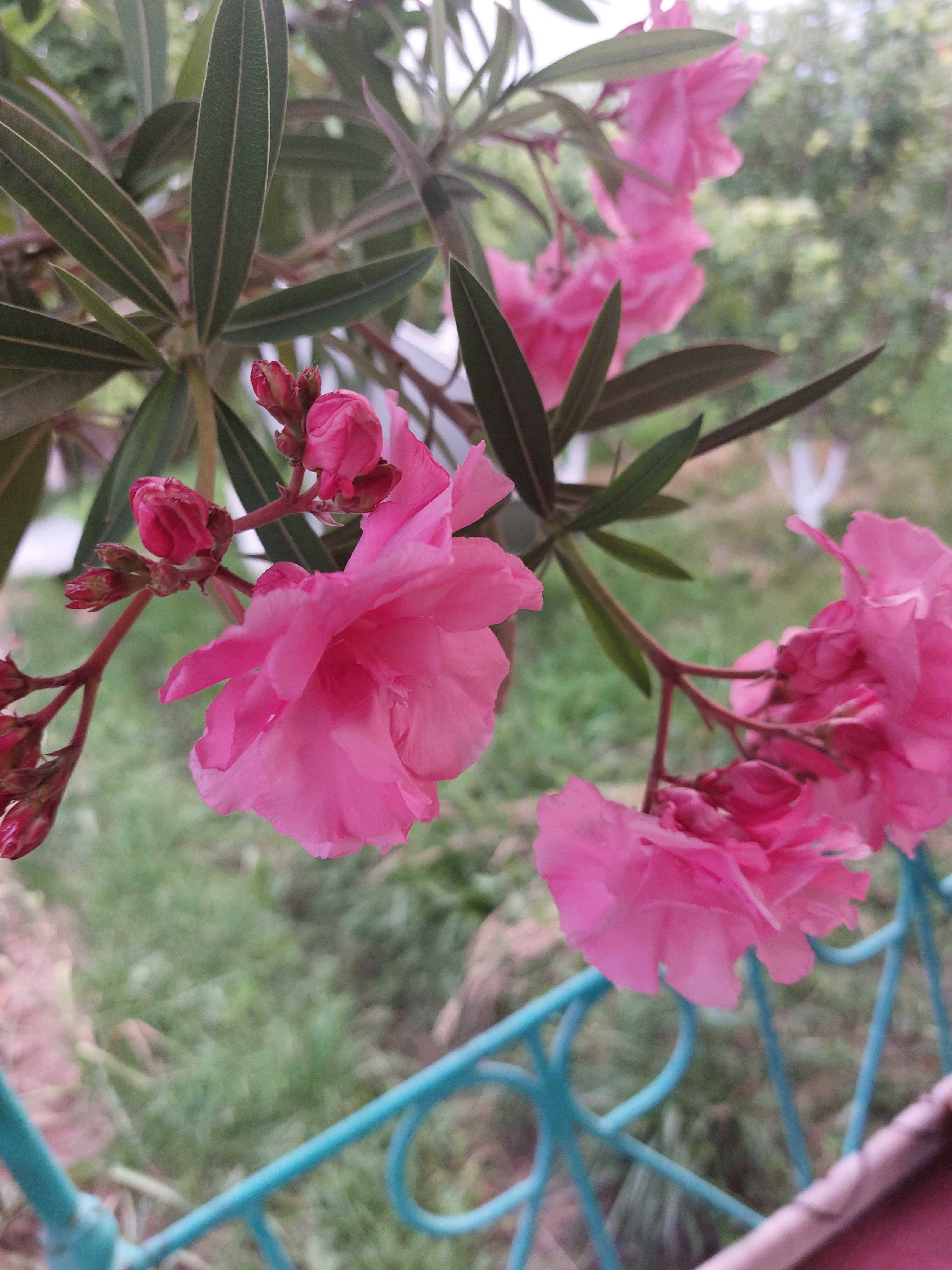 Дерево цветок—олеандра