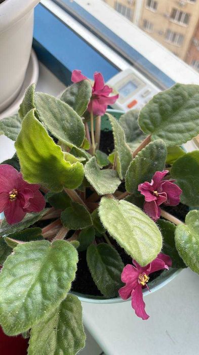 Продам за символическую цену домашние цветы