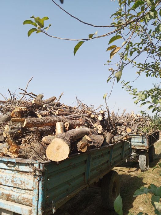 Олма гилос урик Шох ғула томир бор сотилади