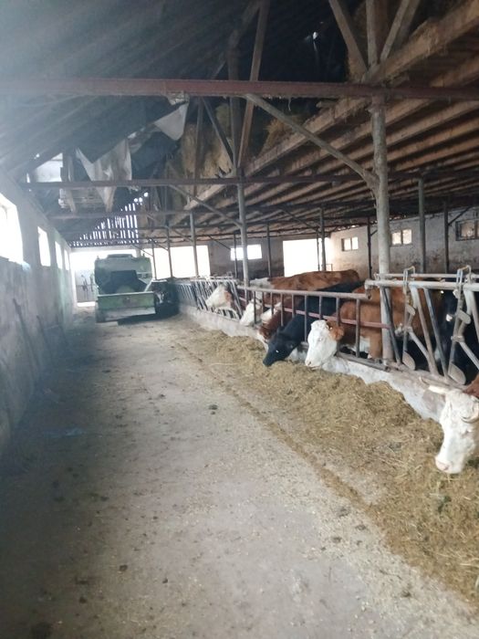 Vând ferma vaci lapte