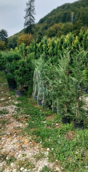 Braz verzi și arginti la balot