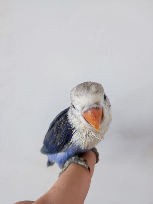 Ruchnoy popugay sotiladi