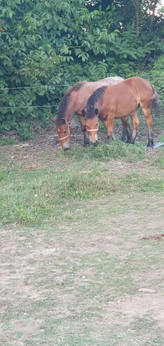 Mânze de vânzare
