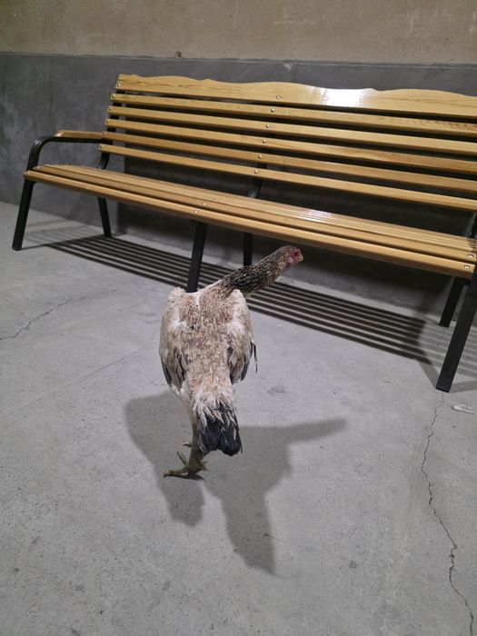 Dakan tovuq srpchni sotiladi