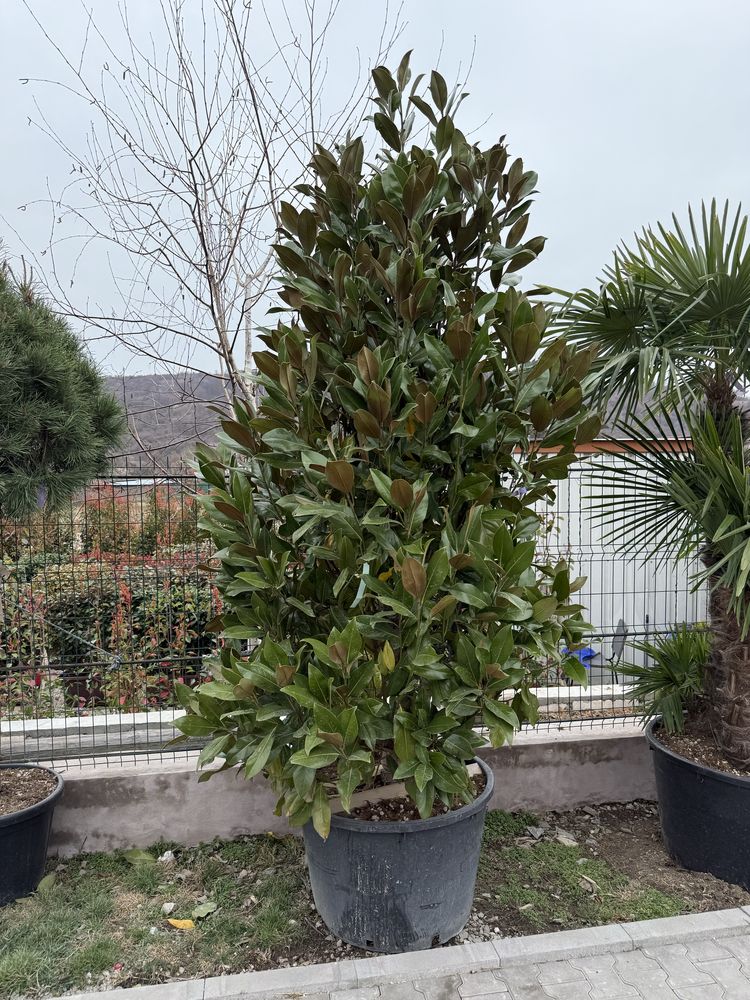 Vând plante ornamentale calitate extra