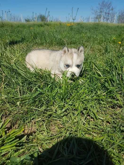 Băiețel Husky cu ochi albaștri