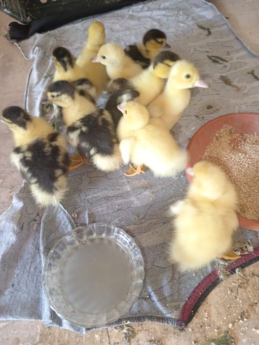 Rățuște lese pui diferite marimi