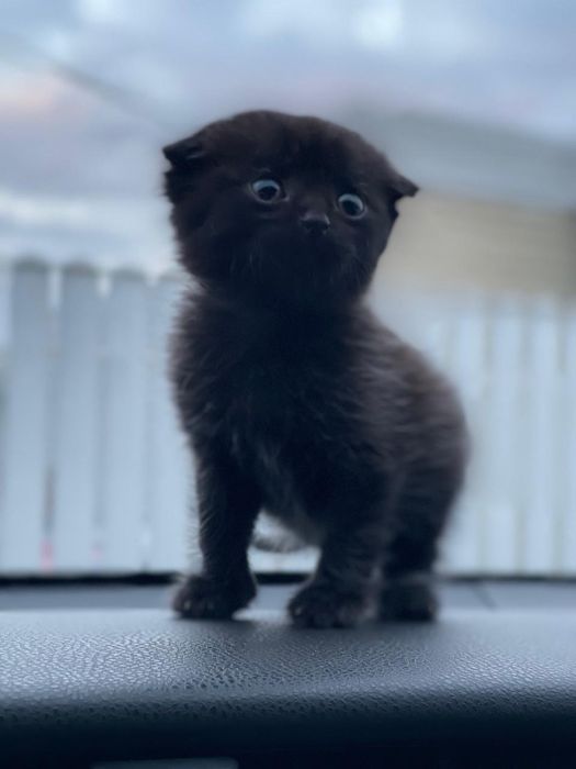 Вислоухий котёнок