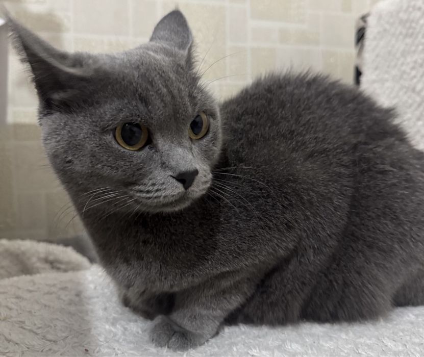 кошка бесплатноо