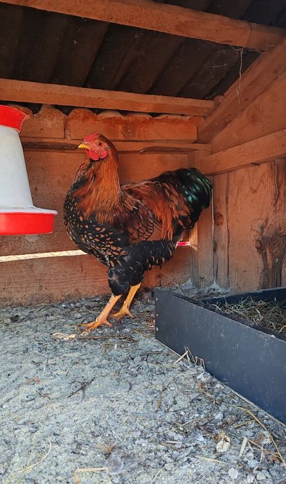 Când Cocoși Wyandotte GSG