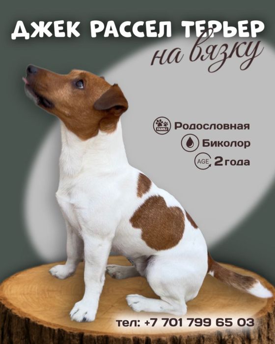 Джек Рассел Терьер на вязку