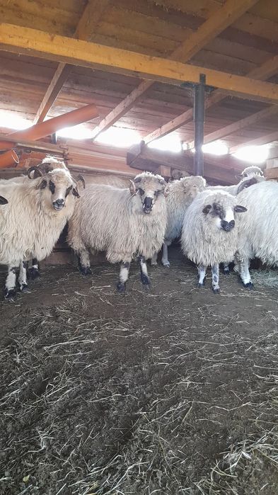 Vând 2 berbecuți noatini