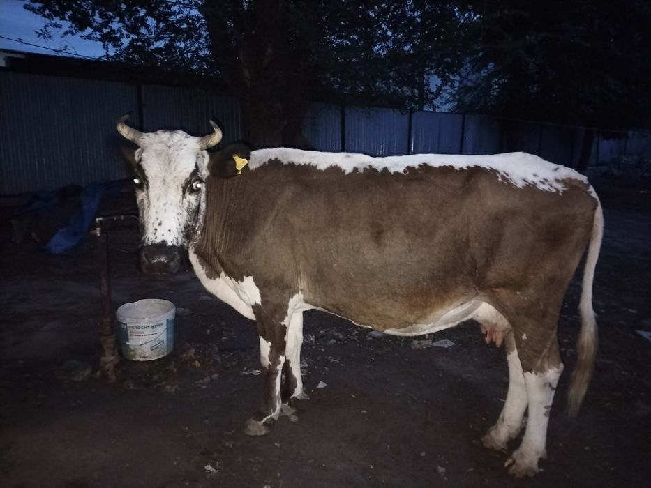 Сиыр сатылады қызықтырса хабарласамыз