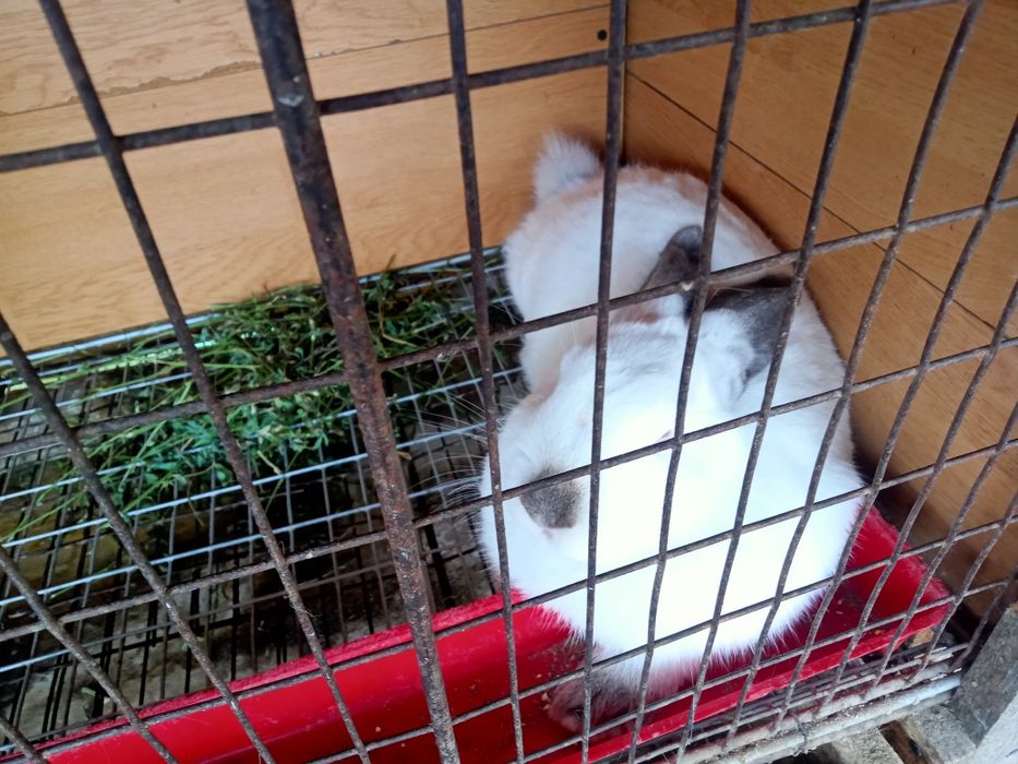 Vând iepuri californieni