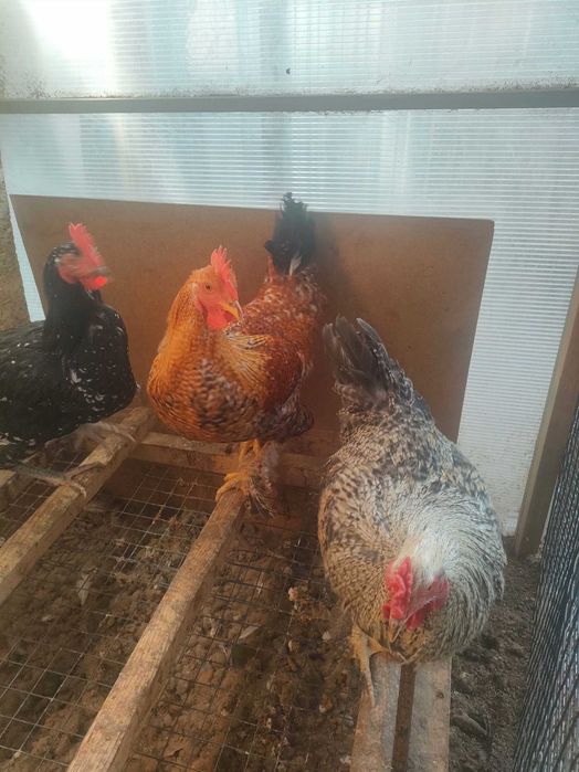 Куриный помет для удобрений сада/ огорода